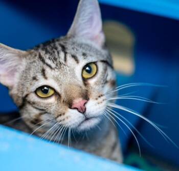 NICKLE- FIV+ -  Domestic Short Hair Cat for Adoption in Boston, Massachusetts - NICKLE- FIV+ | PetCurious