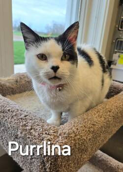 Domestic Short Hair Cats Available for Adoption - Purrlina | PetCurious