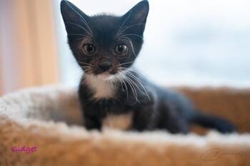 Gidget -  Tuxedo and Domestic Short Hair Cat for Adoption in Magnolia Springs, Alabama - Gidget | PetCurious