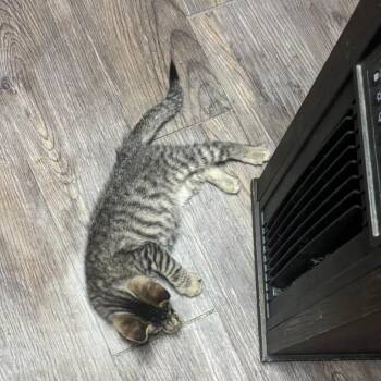 Pollyanna -  Extra Toes Cat Hemingway Polydactyl and Domestic Short Hair Cat for Adoption in Charlottesville, Virginia - Pollyanna | PetCurious
