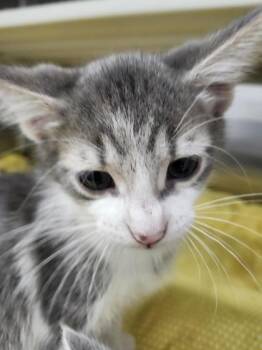 Copper -  Domestic Short Hair Cat for Adoption in Columbus, Indiana - Copper | PetCurious