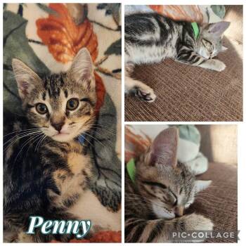 Penny -  Domestic Short Hair Cat for Adoption in Orangevale, California - Penny | PetCurious