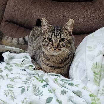 Tabby Cats Available for Adoption - Bell | PetCurious