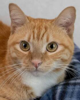 Arthur -  Domestic Short Hair and Tabby Cat for Adoption in Kennesaw, Georgia - Arthur | PetCurious