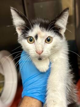 Quirky -  Domestic Short Hair Cat for Adoption in Wichita, Kansas - Quirky | PetCurious