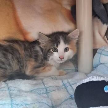 Penny -  Domestic Short Hair Cat for Adoption in Buffalo, Wyoming - Penny | PetCurious