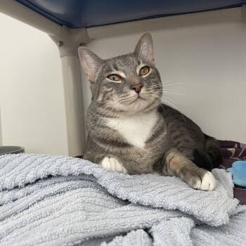 Holstein -  Domestic Short Hair Cat for Adoption in Warwick, Rhode Island - Holstein | PetCurious