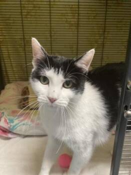 Dina (Luna) -  Domestic Short Hair Cat for Adoption in Charleston, South Carolina - Dina (Luna) | PetCurious