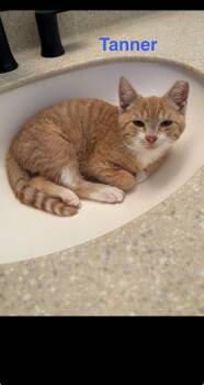 Rescue Domestic Short Hair Cats for Adoption in Yardley, Pennsylvania - Tanner & Thomas | PetCurious