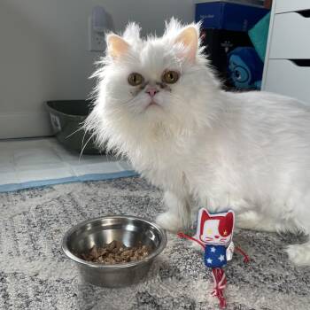 Elsa 4 -  Persian Cat for Adoption - Elsa 4 | PetCurious