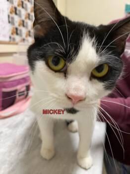 Domestic Short Hair Cats Available for Adoption in Plattsburgh, New York - Mickey | PetCurious