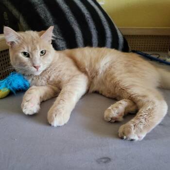 Cheeze -  Domestic Short Hair Cat for Adoption in Long Beach, California - Cheeze | PetCurious