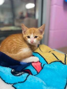 McGee -  Domestic Short Hair Cat for Adoption in Hamilton, Ohio - McGee | PetCurious