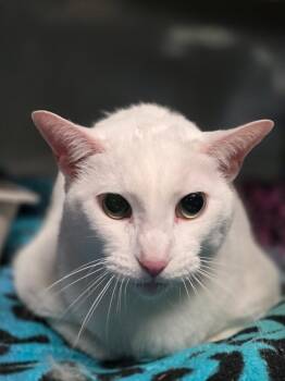Domestic Short Hair Cats Available for Adoption in Huntington, Indiana - Eli | PetCurious