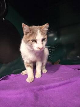 Domestic Short Hair Cats Available for Adoption - Bernie | PetCurious