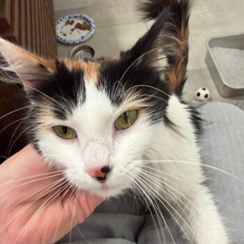 Domestic Long Hair Cats Available for Adoption - Missy | PetCurious