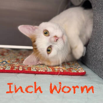 Rescue Domestic Short Hair Cats for Adoption in Plymouth, Minnesota - Inch Worm ~Adoption Center Cat~ | PetCurious