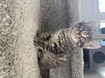 Hagrid -  Domestic Short Hair Cat for Adoption in Fruit Heights, Utah - Hagrid | PetCurious