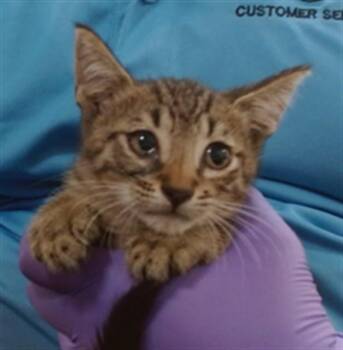 DORAYAKI -  Domestic Short Hair Cat for Adoption in Doral, Florida - DORAYAKI | PetCurious