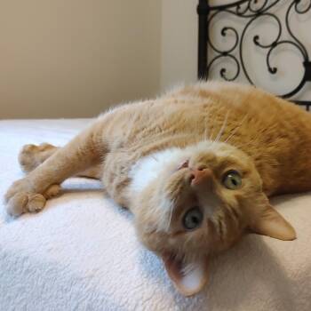 Domestic Short Hair Cats Available for Adoption in Fairfax Station, Virginia - Celine | PetCurious