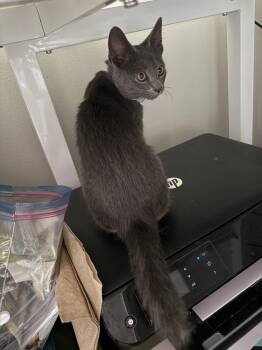Argentum -  Domestic Short Hair Cat for Adoption in Newport, Kentucky - Argentum | PetCurious