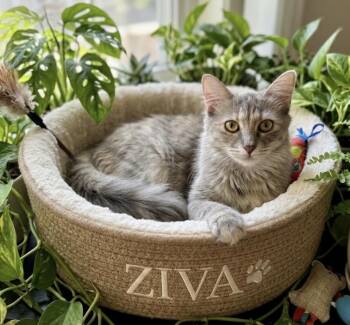 Ziva and Noah -  Domestic Medium Hair Cat for Adoption in Harvey, Louisiana - Ziva And Noah | PetCurious