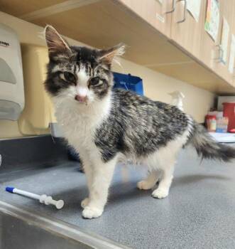 Patrick -  Domestic Medium Hair Cat for Adoption in Kennewick, Washington - Patrick | PetCurious