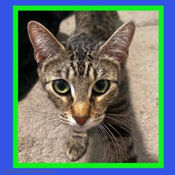 Domestic Short Hair and Tabby Cats Available for Adoption in Beaverton, Oregon - Zara Girl | PetCurious