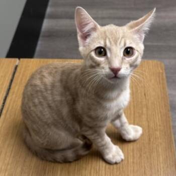Domestic Short Hair Cats Available for Adoption in Estacada, Oregon - Griffon | PetCurious