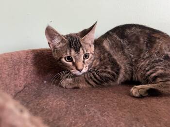 Rescue Domestic Short Hair Cats for Adoption in Colmar, Pennsylvania - Danika | PetCurious