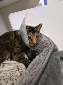 Cammie -  Domestic Short Hair Cat for Adoption in Vero Beach, Florida - Cammie | PetCurious