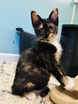 LadyBug -  Calico Cat for Adoption in Lucedale, Mississippi - LadyBug | PetCurious