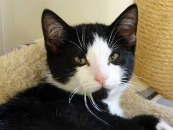 Sidney -  Domestic Short Hair Cat for Adoption in Butte, Montana - Sidney | PetCurious