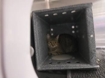 Meanie -  Domestic Short Hair Cat for Adoption in Athens, Tennessee - Meanie | PetCurious