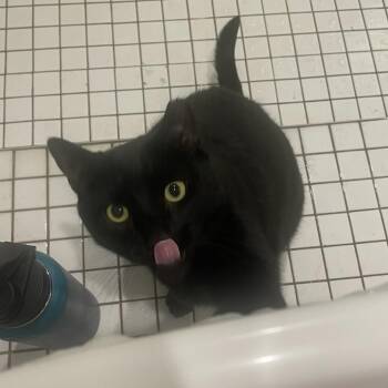 Domestic Short Hair Cats Available for Adoption - Mauricio | PetCurious