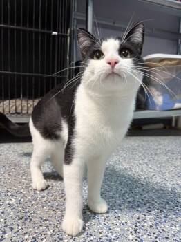 Parker -  Domestic Short Hair Cat for Adoption in Mishawaka, Indiana - Parker | PetCurious