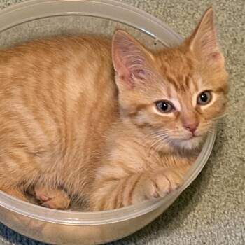 Marmalade Westie 56325 -  Domestic Short Hair Cat for Adoption in Eaton Rapids, Michigan - Marmalade Westie 56325 | PetCurious