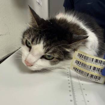 Lumpy Space Princess -  Domestic Medium Hair Cat for Adoption in Charleston, West Virginia - Lumpy Space Princess | PetCurious