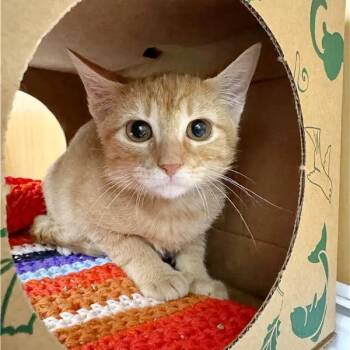 Shasta -  Domestic Short Hair Cat for Adoption in Brentwood, Missouri - Shasta | PetCurious
