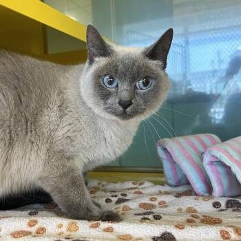 Blitzy -  Siamese Cat for Adoption in Abilene, Texas - Blitzy | PetCurious