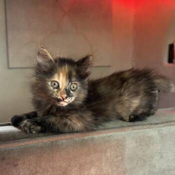 Kiwi -  Domestic Medium Hair Cat for Adoption in Taos, New Mexico - Kiwi | PetCurious
