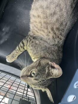 Domestic Short Hair Cats Available for Adoption in Palmetto, Florida - A136150 | PetCurious