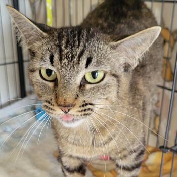 Blissy -  Domestic Short Hair Cat for Adoption in Milan, Illinois - Blissy | PetCurious