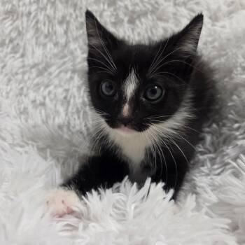 Domestic Short Hair Cats Available for Adoption in Brea, California - Apostrophe | PetCurious