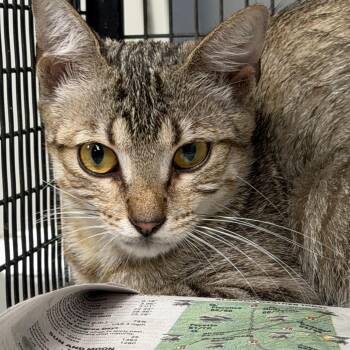 TUSC-Wildlife-84827 -  Domestic Short Hair Cat for Adoption in Tuscaloosa, Alabama - TUSC-Wildlife-84827 | PetCurious