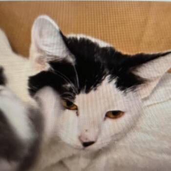 Lake -  Domestic Short Hair Cat Available for Adoption in Bentonville, Arkansas - Lake | PetCurious