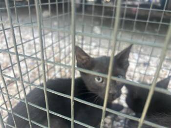 A659324 -  Domestic Short Hair Cat for Adoption in Houston, Texas - A659324 | PetCurious