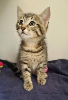Twin -  Domestic Short Hair Cat for Adoption in Savannah, Georgia - Twin | PetCurious