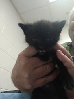 Lita -  Domestic Short Hair Cat for Adoption in Palm Coast, Florida - Lita | PetCurious