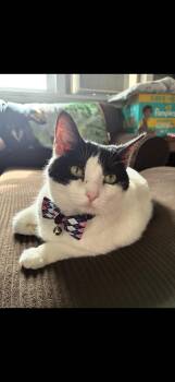 Molly -  American Shorthair Cat for Adoption in Johnstown, New York - Molly | PetCurious